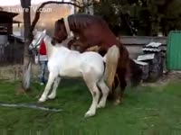 Bestiality XXX Movie - Trainer separates two concupiscent horses